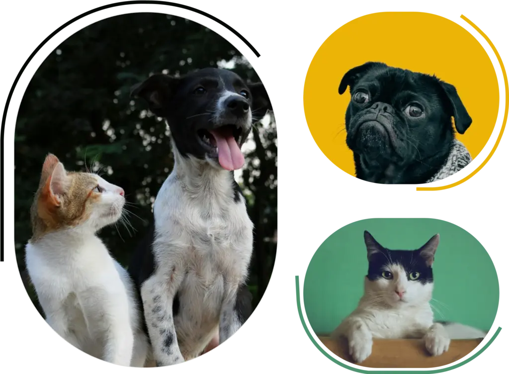 Pet Care App Development